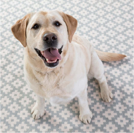 Samode Light Blue/Ivory 5X8 Area Rug Indoor/Outdoor